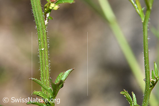 Foto: Wald-Schaumkraut (Cardamine flexuosa). Stängel.