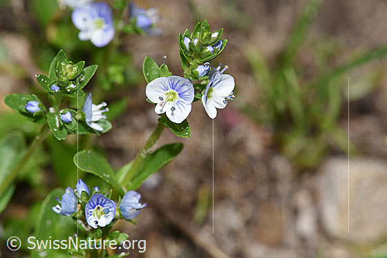 Foto: Quendel-Ehrenpreis (Veronica serpyllifolia). Wird auch Quendelblättriger Ehrenpreis oder Thymian-Ehrenpreis genannt. Blüten und Stängel.