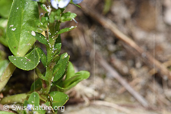 Foto: Quendel-Ehrenpreis (Veronica serpyllifolia). Stängel und Blätter.