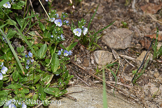 Foto: Quendel-Ehrenpreis (Veronica serpyllifolia). Ganze Pflanze (Habitus).