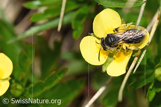 Foto: Wahrscheinlich Gewöhnliche Zwergsandbiene (Andrena minutula) auf Blutwurz (Potentilla erecta). Länge 5 - 7mm. Ansicht von oben.