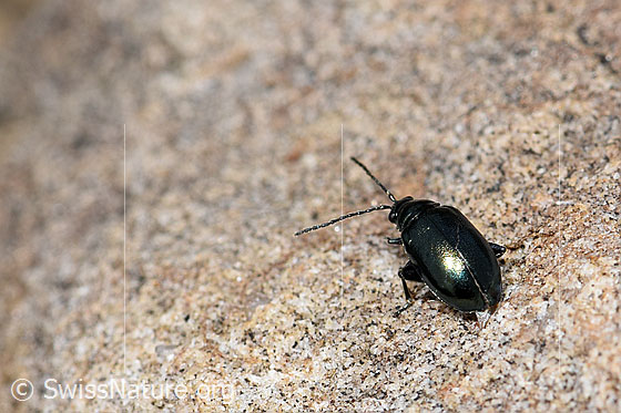 Foto: Wahrscheinlich Unechter Kohlerdfloh (Altica oleracea). Länge 3.2 - 3.7mm. Wird auch Haltica oleracea genannt. Ansicht von hinten.