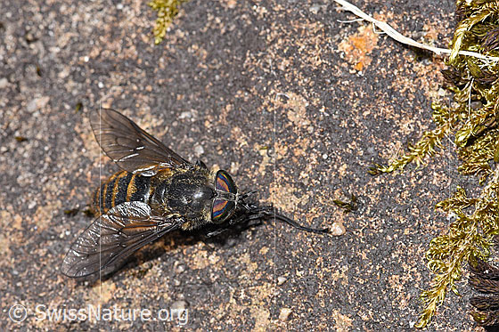 Bergbremse (Hybomitra auripila)