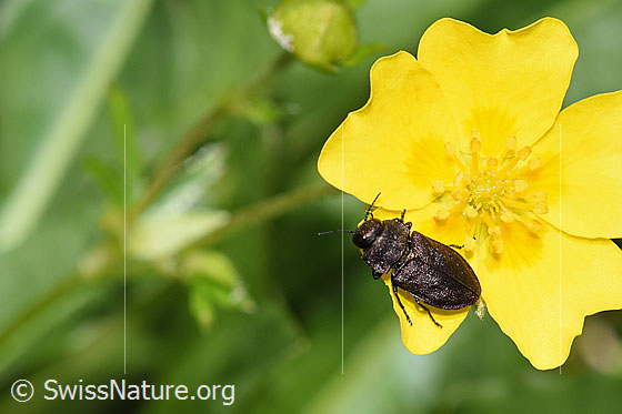Foto: Schweizer Prachtkäfer (Anthaxia helvetica) auf Gold-Fingerkraut (Potentilla aurea).