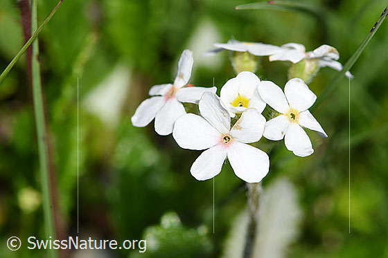 Photo: Androsace chamaejasme. Blossoms.