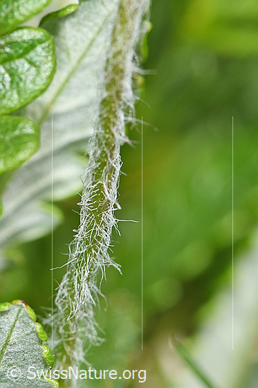 Foto: Bewimperter Mannsschild (Androsace chamaejasme). Behaarter Stängel.