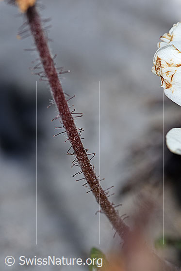 Foto: Silberwurz (Dryas octopetala). Stängel mit drüsigen Haaren.
