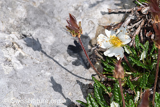 Foto: Silberwurz (Dryas octopetala). Ganze Pflanze (Habitus).