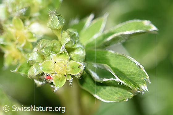 Foto: Glänzender Silbermantel (Alchemilla nitida). Blüten.