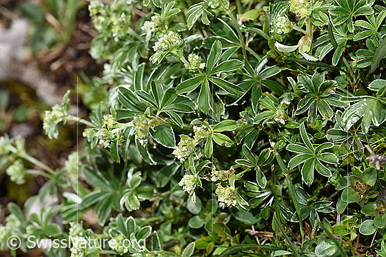 Foto: Glänzender Silbermantel (Alchemilla nitida). Ganze Pflanze (Habitus).
