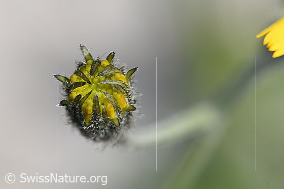 Foto: Wahrscheinlich Gabeliges Habichtskraut (Hieracium bifidum). Knospe.