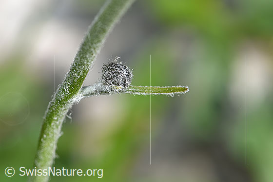 Foto: Wahrscheinlich Gabeliges Habichtskraut (Hieracium bifidum). Stängel und Knospe.