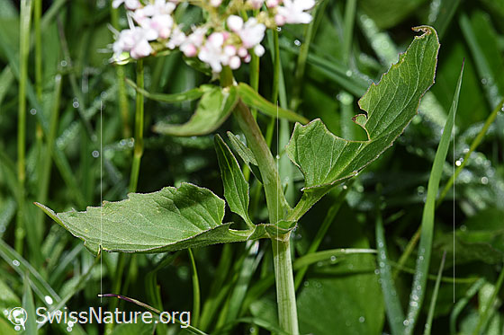 Foto: Dreiblatt-Baldrian (Valerina tripteris). Stängel und Blätter.