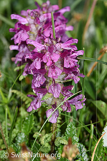Foto: Quirlblättriges Läusekraut (Pedicularis verticillata). Blütenstand.