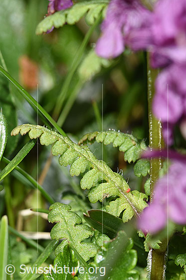 Foto: Quirlblättriges Läusekraut (Pedicularis verticillata). Blätter und Stängel.