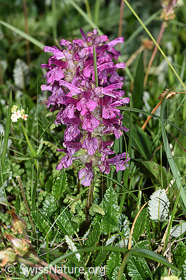 Foto: Quirlblättriges Läusekraut (Pedicularis verticillata). Ganze Pflanze (Habitus).