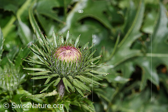 Photo: Carduus defloratus ssp. defloratus. Blossom. Still closed.