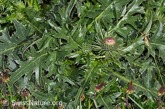 Photo: Carduus defloratus ssp. defloratus. Whole plant (habiti).