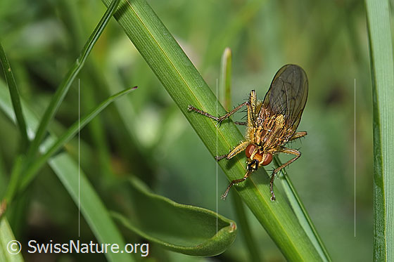 Foto: Wahrscheinlich Gelbe Dungfliege (Scathophaga stercoraria). Alias: Gemeine Kotfliege. Männchen. Länge 5 - 10mm. Ansicht von schräg vorne.