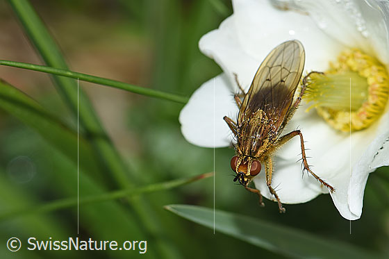 Foto: Wahrscheinlich Gelbe Dungfliege (Scathophaga stercoraria). Männchen. Länge 5 - 10mm. Ansicht von vorne oben.