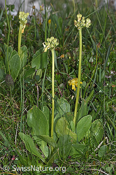 Foto: Flühblümchen (Primula auricula). Ganze Pflanze (Habitus). Verblüht.
