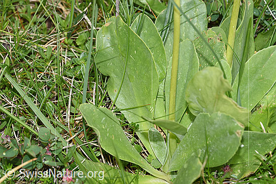 Foto: Flühblümchen (Primula auricula). Blätter und Stängel.