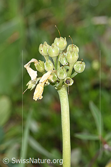 Foto: Flühblümchen (Primula auricula). Verblühte Blüten und Stängel.