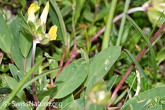 Foto: Alpen-Wundklee (Anthyllis vulneraria ssp. alpestris). Blätter.