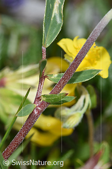 Foto: Alpen-Wundklee (Anthyllis vulneraria ssp. alpestris). Stängel und Blätter.