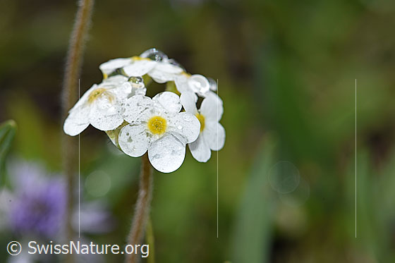 Foto: Bewimperter Mannsschild (Androsace chamaejasme). Blüten.