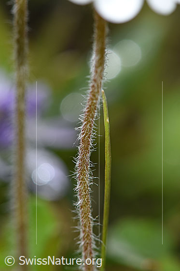 Photo: Androsace chamaejasme. Hairy stem.