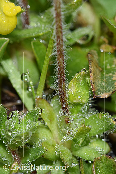 Photo: Androsace chamaejasme. Leaf rosette and stem.