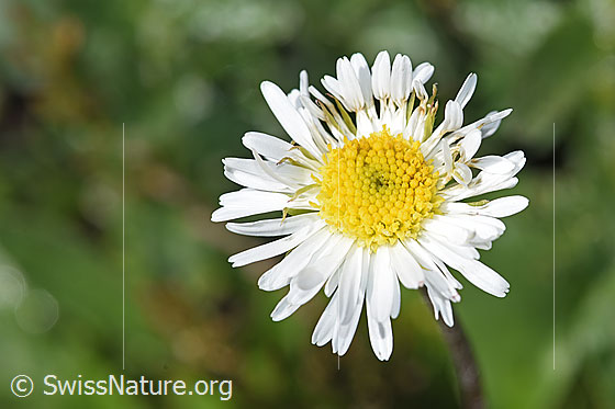 Foto: Alpenmasslieb (Aster bellidiastrum). Blüte.