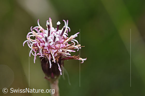 Photo: Homogyne alpina. Blossom.