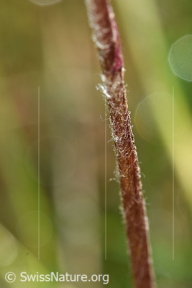 Photo: Homogyne alpina. Stem.