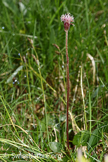 Photo: Homogyne alpina. Whole plant (habiti).