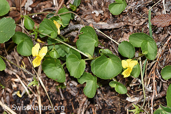 Foto: Gelbes Berg-Veilchen (Viola biflora). Ganze Pflanze (Habitus).
Lat.: Viola biflora 
Familie: Violaceae (Veilchengewächse)
Gattung: Viola (Veilchen)