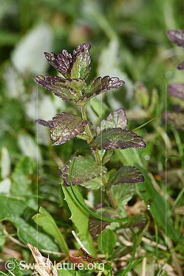 Foto: Alpenhelm (Bartsia alpina). Ganze Pflanze (Habitus).
