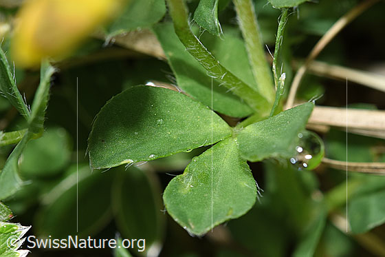 Photo: Lotus corniculatus. Leaves.