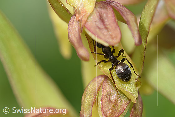 Foto: Wahrscheinlich Grauschwarze Sklavenameise (Formica fusca) auf Grüne Hohlzunge (Coeloglossum viride). Länge 4.5 - 7.5mm. Ansicht von oben.