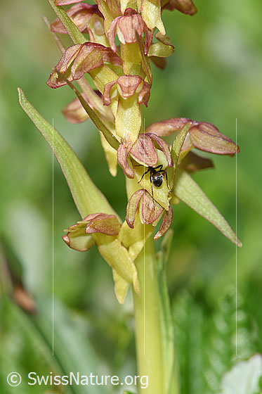 Foto: Grüne Hohlzunge (Coeloglossum viride). Blütenstand und Stängel.