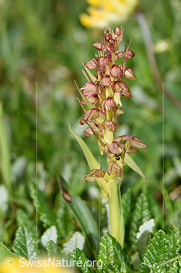 Foto: Grüne Hohlzunge (Coeloglossum viride). Ganze Pflanze (Habitus).