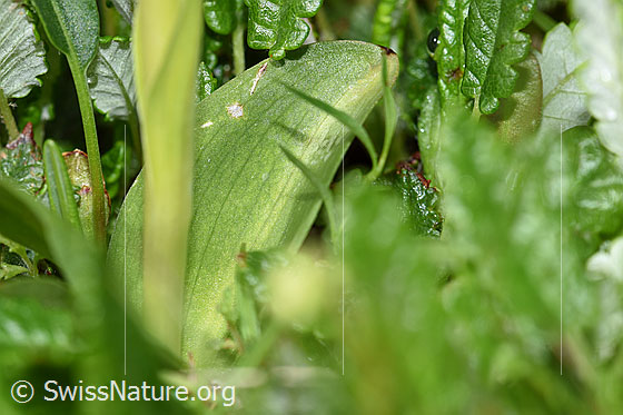 Foto: Grüne Hohlzunge (Coeloglossum viride). Grundblatt und Stängel.