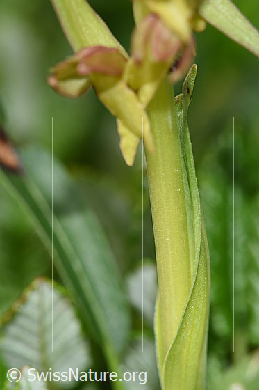 Foto: Grüne Hohlzunge (Coeloglossum viride). Stängel.