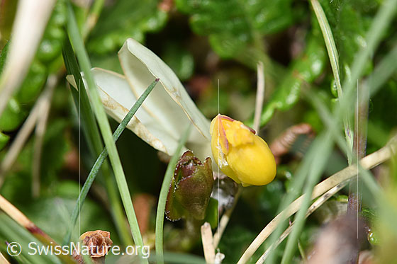 Foto: Buchsblättrige Kreuzblume (Polygala Chamaebuxus). Blüte.