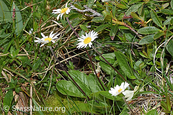 Foto: Alpenmasslieb (Aster bellidiastrum). Ganze Pflanze (Habitus).