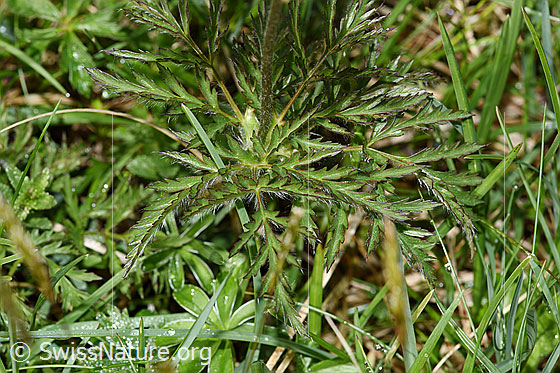 Foto: Weisse Alpen-Anemone (Pulsatilla alpina). Blätter.