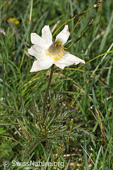 Foto: Weisse Alpen-Anemone (Pulsatilla alpina). Ganze Pflanze (Habitus).