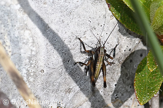 Gebirgs-Beissschrecke (Metrioptera saussuriana)