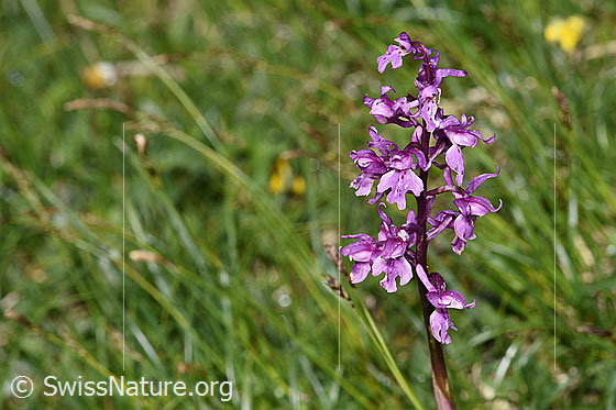 Photo: Orchis mascula. Inflorescence.